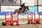 Graham Babes takes top spot in the SEIB Winter Novice Championship Qualifier at Morris Equestrian Centre